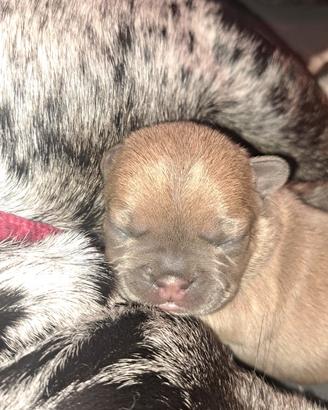 Cucciolo bulldog francese