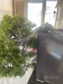 Bonsai ginepro pfizeriana