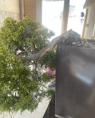 Bonsai ginepro pfizeriana