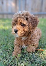 MALTIPOO & MALTIPO CUCCIOLI ITALIANI - pag 12 mesi