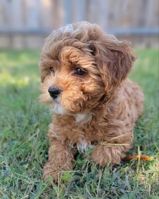 MALTIPOO & MALTIPO CUCCIOLI ITALIANI - pag 12 mesi