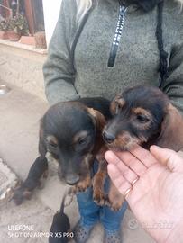 Bassotti tedeschi nani pelo duro