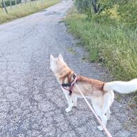 Cerco husky femmina da far accoppiare