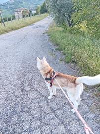 Cerco husky femmina da far accoppiare