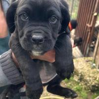 3 Cuccioli Cane Corso Puri-Provincia di Roma