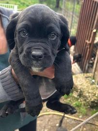 3 Cuccioli Cane Corso Puri-Provincia di Roma