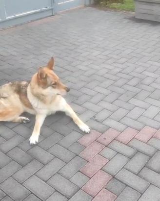 Lupo cecoslovacco femmina