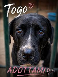 Togo mix corso dall' anima buona