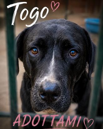 Togo mix corso dall' anima buona