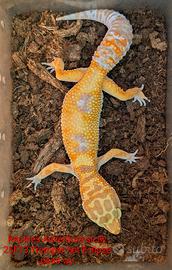 Geco leopardino albino
