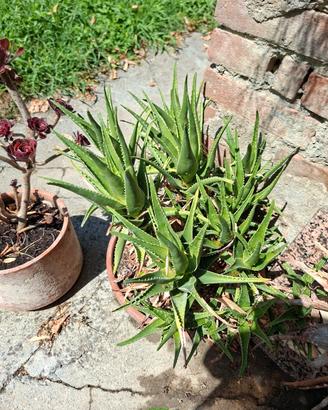 pianta aloe arborescens