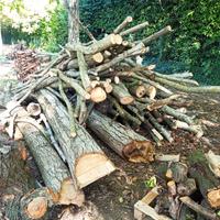 Legna da ardere (noce)