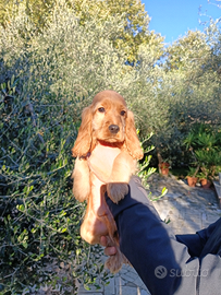 Cocker pedigree ENCI