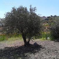 30 alberi di ulivo Ornamentali