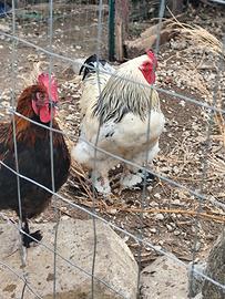 Gallo bianco brahma
