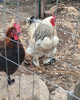 Gallo bianco brahma