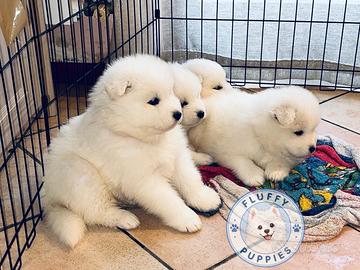 Cuccioli di Samoiedo