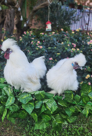 Coppie di moroseta colorazione bianca