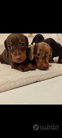 cuccioli di bassotto con pedigree ENCI 