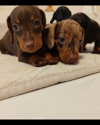 cuccioli di bassotto con pedigree ENCI 