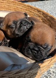 Bulldog francese