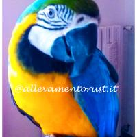 Ara giallo e blù - ararauna