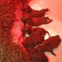 Cuccioli di Lagotto con Pedigree