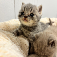 British shorthair