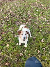Jack Russell x accoppiamento