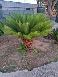cycas revoluta 