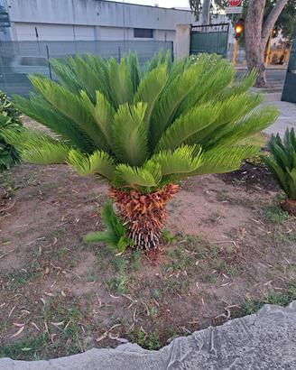 cycas revoluta 