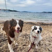 Pastore australiano per monte