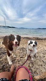 Pastore australiano per monte