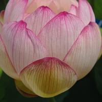 nelumbo DREAM OF YAOTAI 