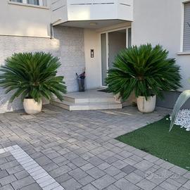 Cycas