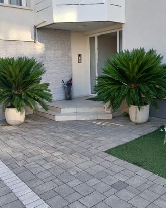 Cycas