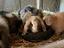 Immagine 4