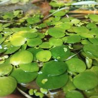 piantine acquario Limnobium laevigatum