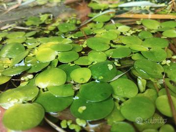 piantine acquario Limnobium laevigatum
