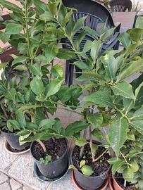 piante di limoni 