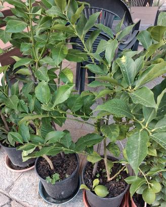 piante di limoni 