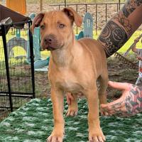Due maschi Rednose con pedigree anche a rate