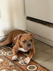 American bully