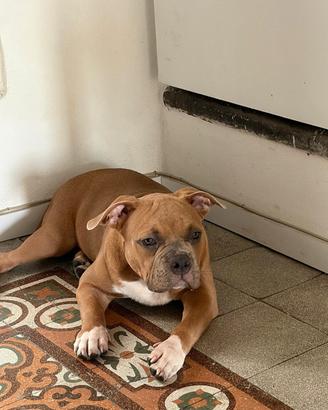 American bully