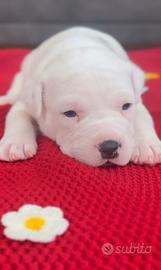 Amstaff cucciolo gli occhi blu con Pedigree ENCI