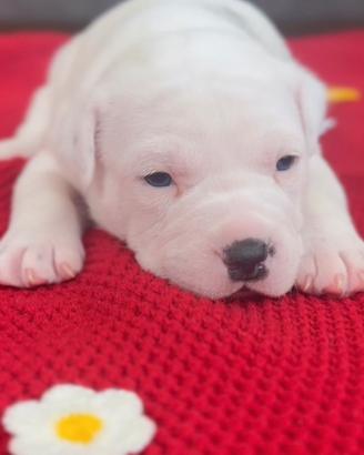 Amstaff cucciolo gli occhi blu con Pedigree ENCI