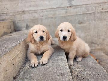 Golden Retriever femmine originali
