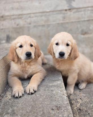 Golden Retriever femmine originali