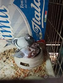 Piccioni colombo viaggiatore