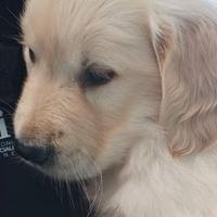 Golden retriever cuccioli